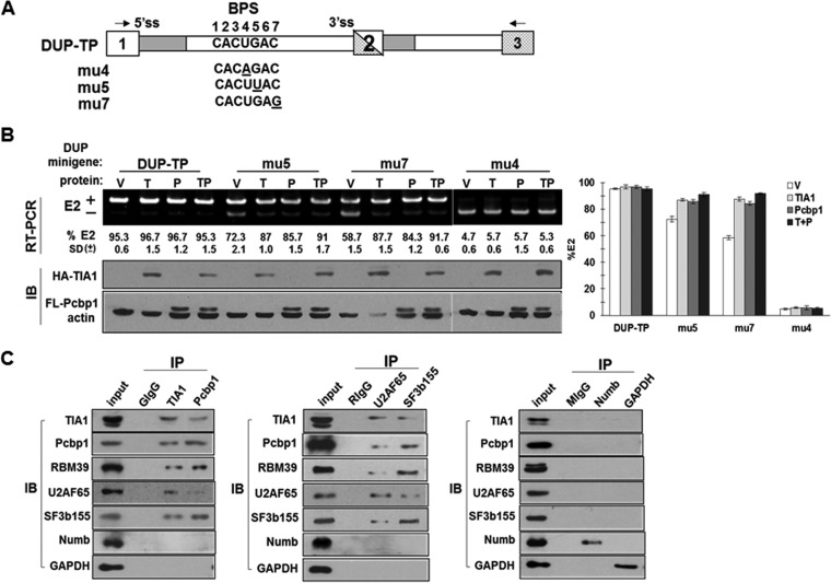 FIG 9