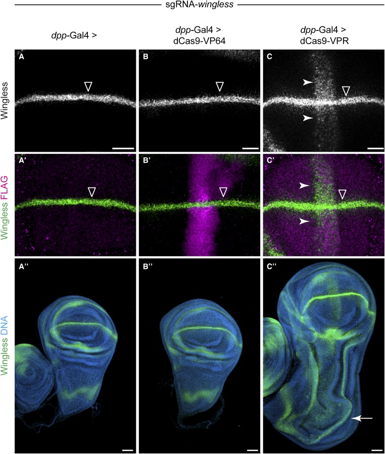 Figure 4