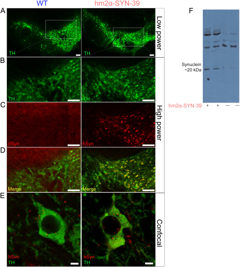 Figure 1.