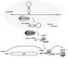 Fig. 2