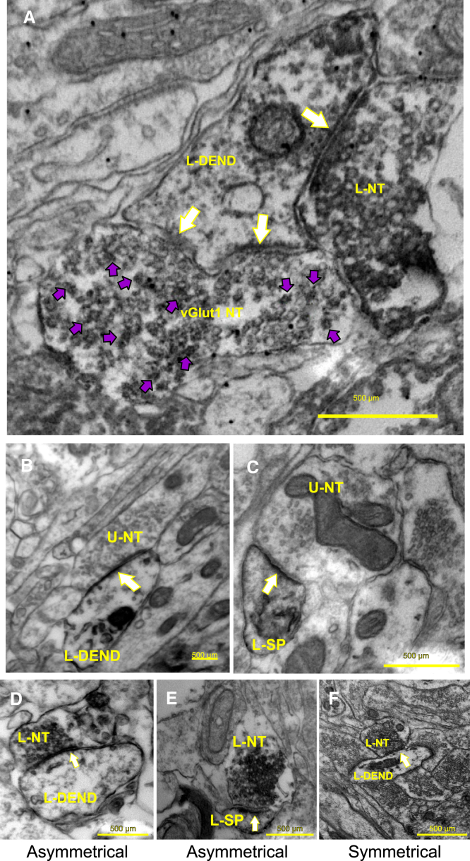 Figure 7