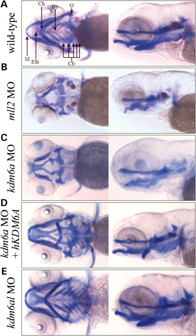 Figure 2.