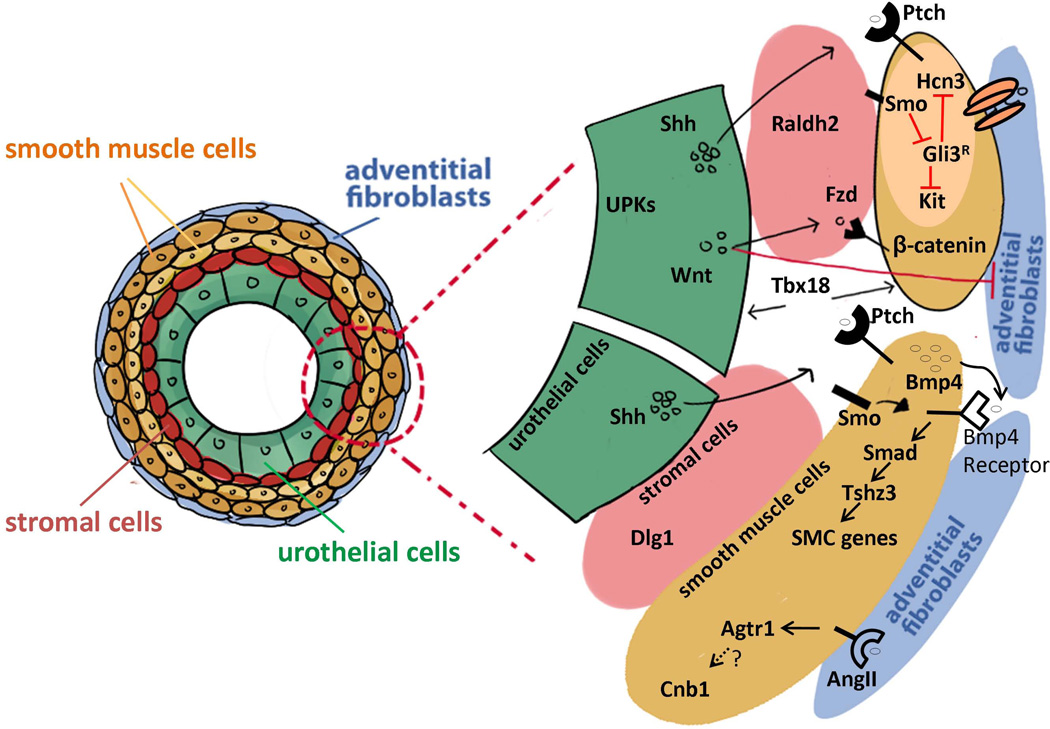 FIGURE 3