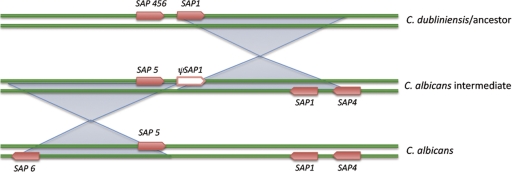 Fig. 1.