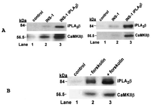 Fig. 12