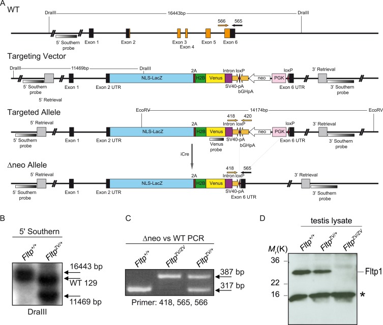 Figure 1—figure supplement 2.