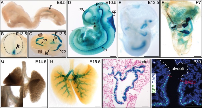 Figure 2—figure supplement 1.