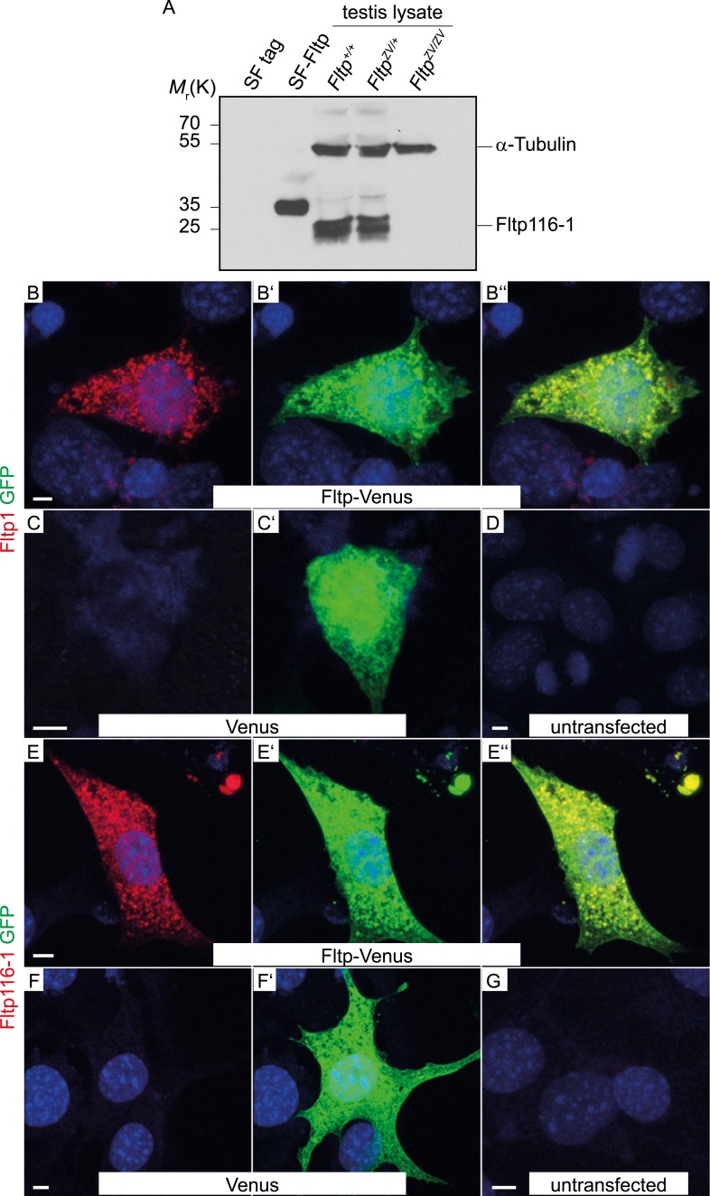 Figure 1—figure supplement 1.