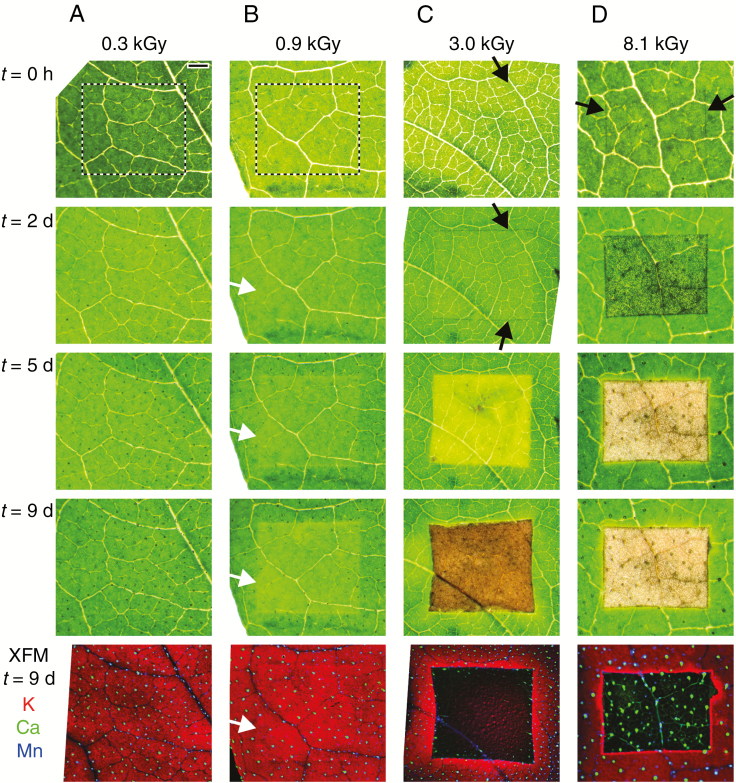 Fig. 7.