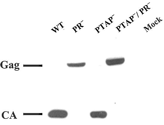 FIG. 6.