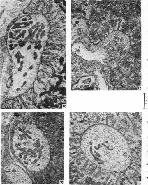 Plate 4