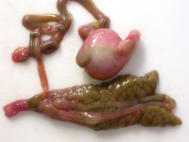 Figure 26.4