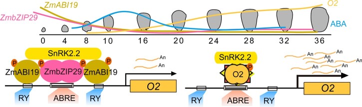 Figure 11