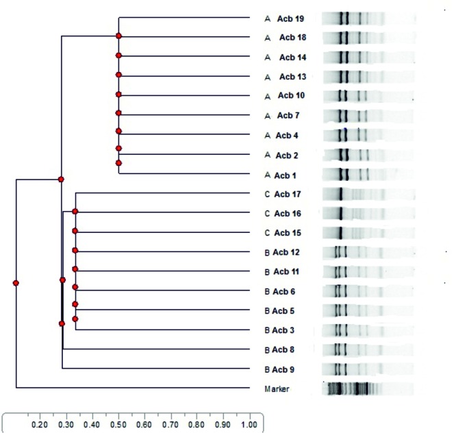 Dendrogram 1