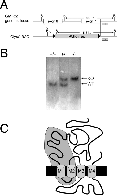 FIG. 1.