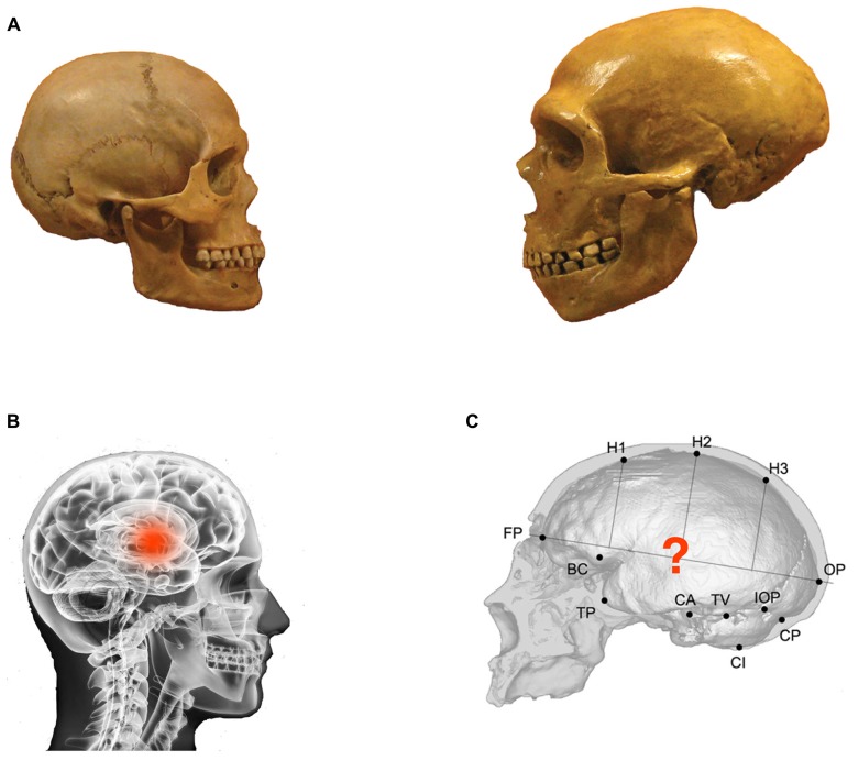 FIGURE 1