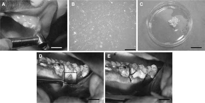 Fig. 6