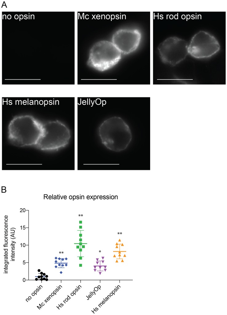 Figure 6—figure supplement 1.