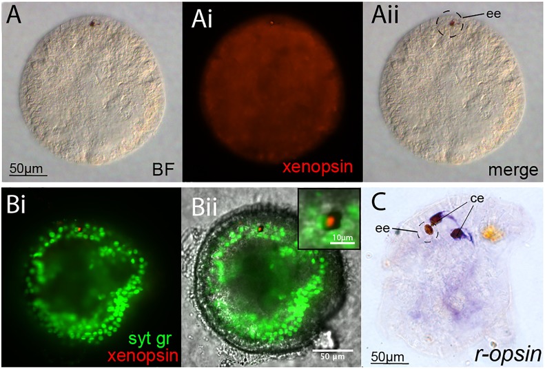 Figure 2—figure supplement 1.