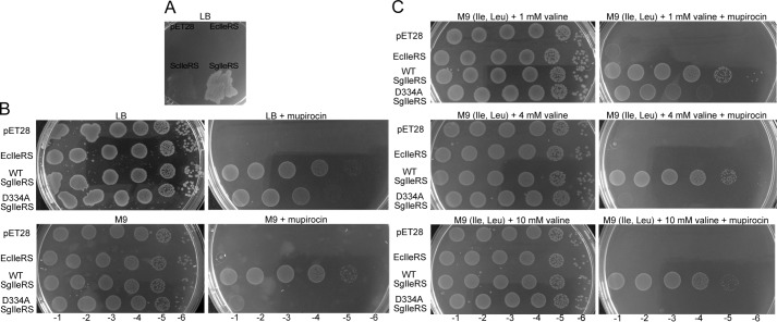 FIGURE 5.