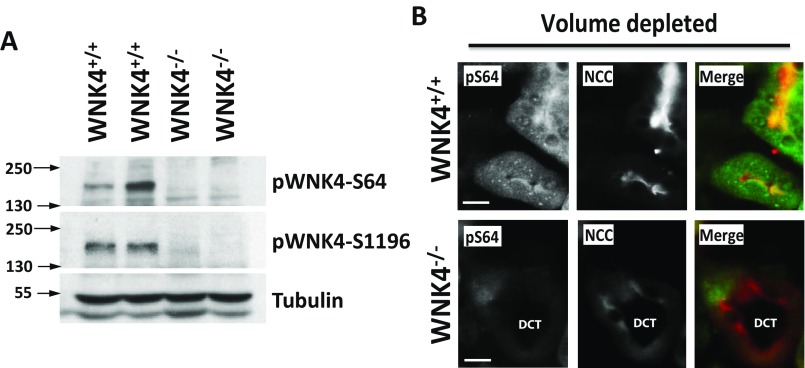 Fig. S5.