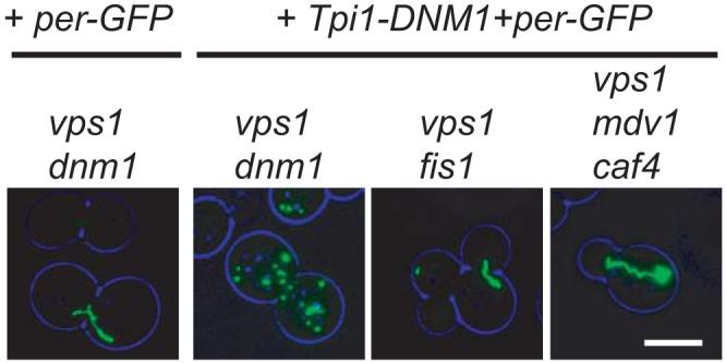 Fig. 2