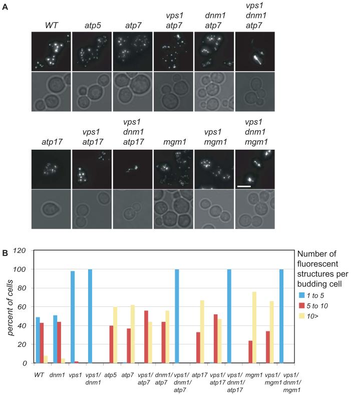 Fig. 6