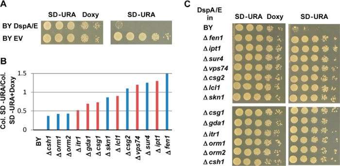 FIGURE 2.