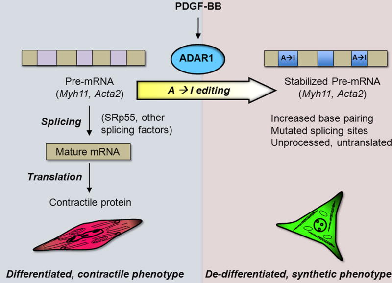 ADAR1-mediated RNA editing is a new mechanism of contractile protein repression in SMC de-differentiation