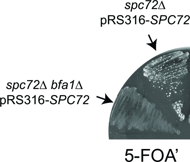 Figure 6—figure supplement 1.