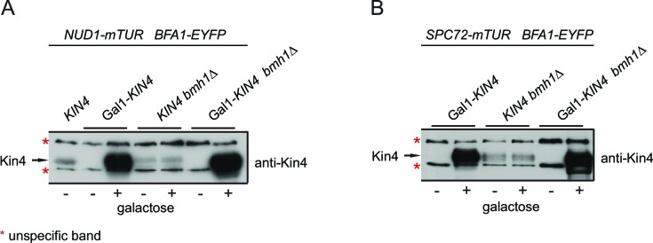 Figure 3—figure supplement 1.