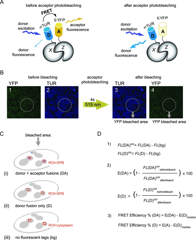 Figure 1—figure supplement 1.