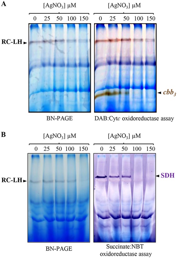 FIG 6