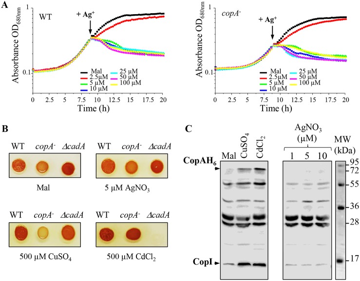 FIG 2