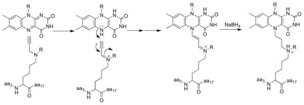 Scheme 17