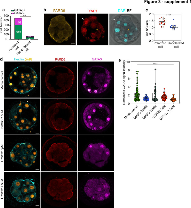 Figure 3—figure supplement 1.