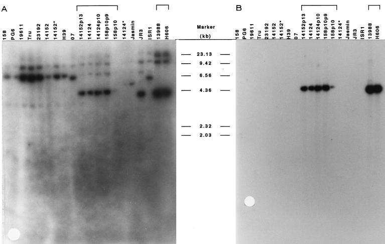 FIG. 5