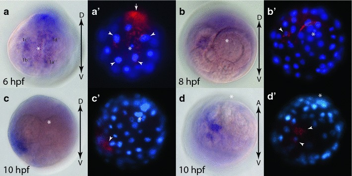 Fig. 7