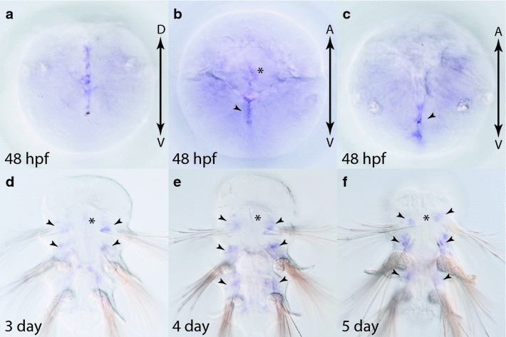 Fig. 13