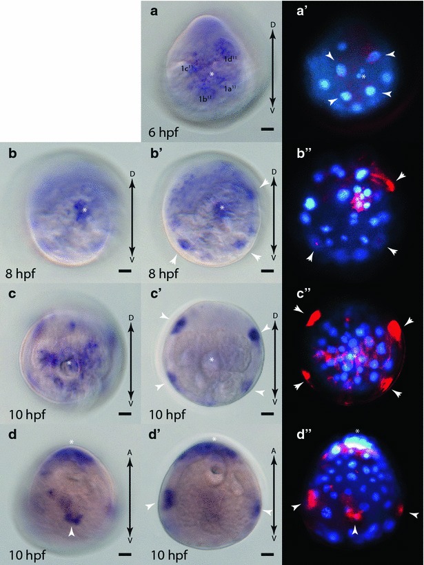 Fig. 9