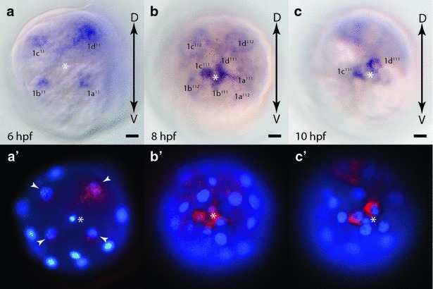 Fig. 8