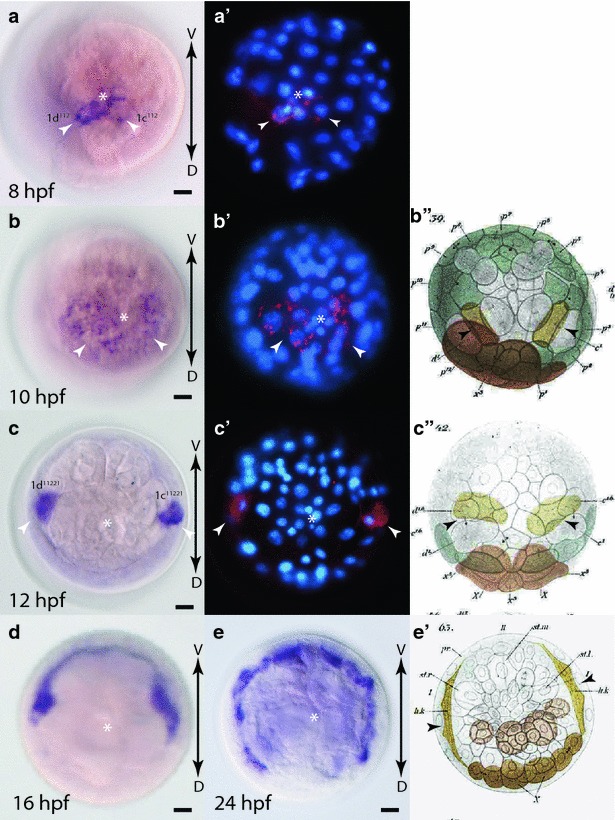 Fig. 10