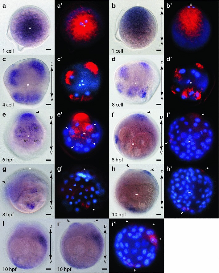 Fig. 6