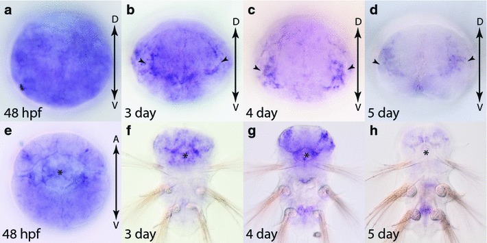 Fig. 12