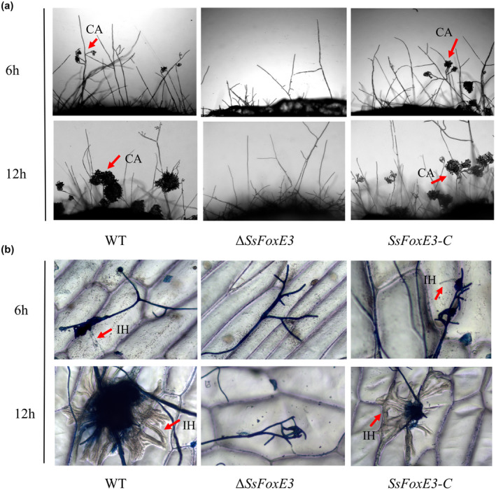 FIGURE 4