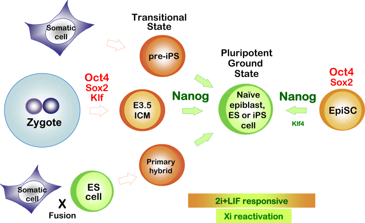 Figure 7