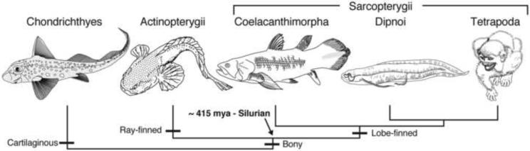 Fig. 1