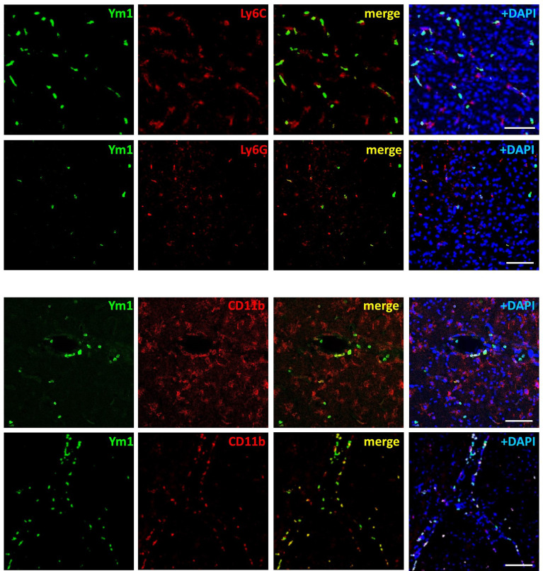 Figure 4