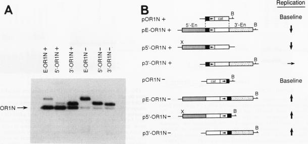 graphic file with name molcellb00021-0513-a.jpg