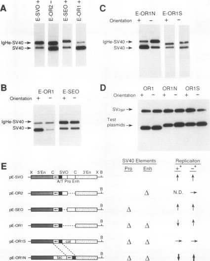 graphic file with name molcellb00021-0512-a.jpg